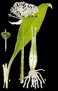 Allium-ursinum.jpg